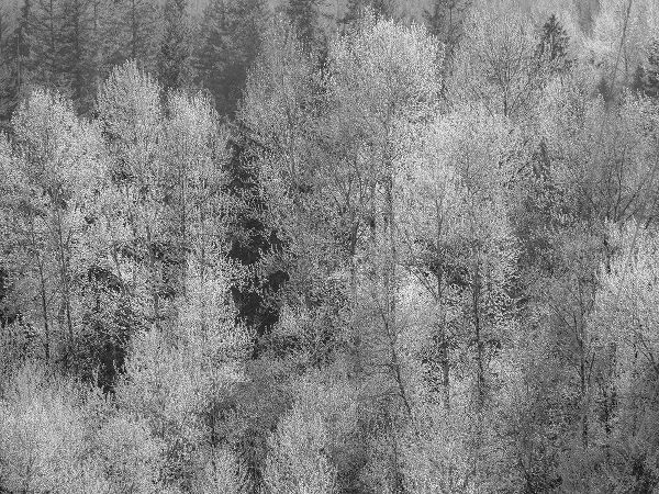 Gulin, Sylvia 아티스트의 USA-Washington State-Fall City hillside of Cottonwoods just budding out in the spring작품입니다.